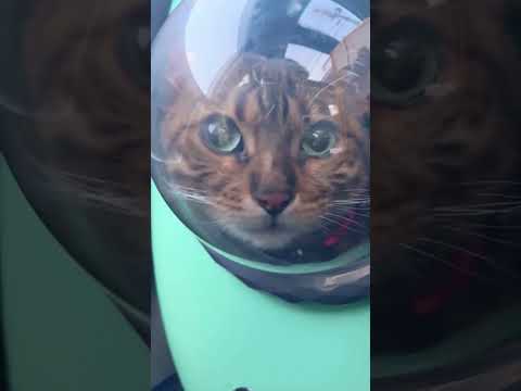 車移動1時間を頑張る猫さん #shorts(YouTube)