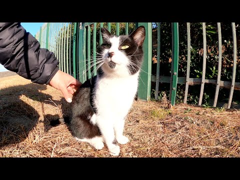 ハチワレ猫をモフっていたらそっくりな兄弟猫ちゃんも寄ってきた(YouTube)