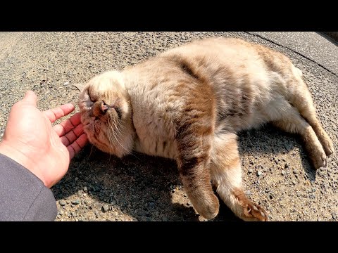 目が細いシャム猫おじいちゃんが立派なお腹を放り出して寝転がる(YouTube)