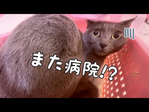 【2日目】元気ですが念の為病院へ行って薬をもらってきました(YouTube)