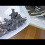 魚食いの蛇にカエルを与えるとどうなるのか(YouTube)