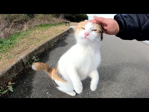 寒波に耐えた三毛猫ちゃんが元気な姿を見せてくれた(YouTube)