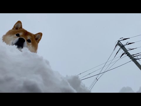 雪の洞穴を作って柴犬とかくれんぼしてみた。(YouTube)