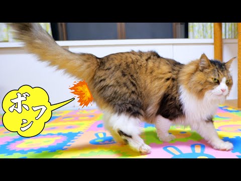 俺のおならを聞いてくれ！大型猫が突然マイクにお尻を向けてバズーカ級の屁を連発した瞬間！(YouTube)