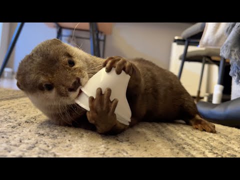 非常に賢い一面とおバカな一面を魅せるカワウソ 笑 otter that shows one very clever side and one very silly side(YouTube)