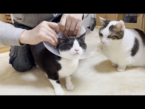 猫用コタツが原因で低温火傷と診断された猫(YouTube)