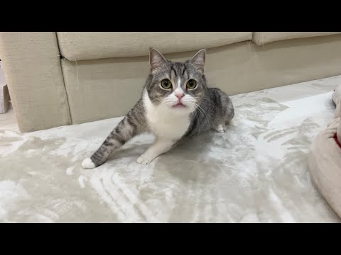 ごはんを食べた直後の猫に「ごはん食べる？」と聞いてみたらまさかの反応にw(YouTube)
