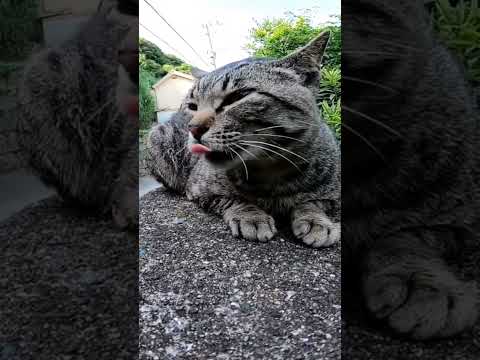 猫島を歩いていたら猫のケンカに遭遇した #野良猫 #猫 #shorts(YouTube)