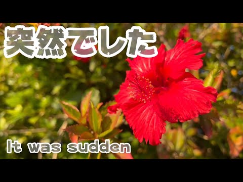 突然でした It was sudden(YouTube)