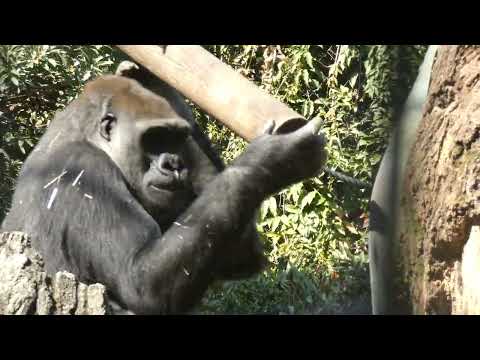 ゴリラがフィーダーを使うようす：上野動物園(YouTube)