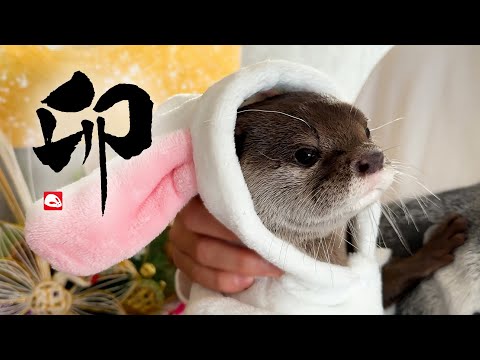 これが我が家のカワウソのお正月の過ごし方　Otters Experience a Traditional New Year’s Event(YouTube)