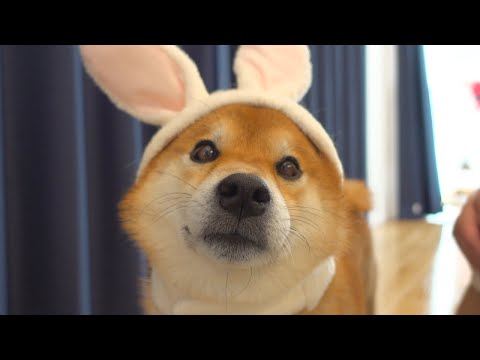新年早々の大雪にビビりまくる柴犬。(YouTube)