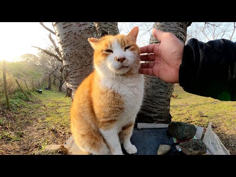 茶シロ猫をモフっいたら「そこは僕の家だぞ！」とムギワラ猫がやって来た(YouTube)