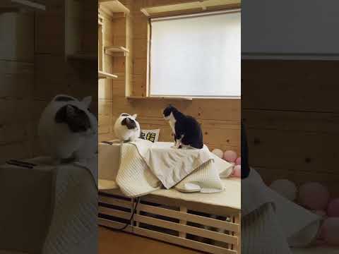 「コラ、あかんやろ」って怒られてる猫(YouTube)