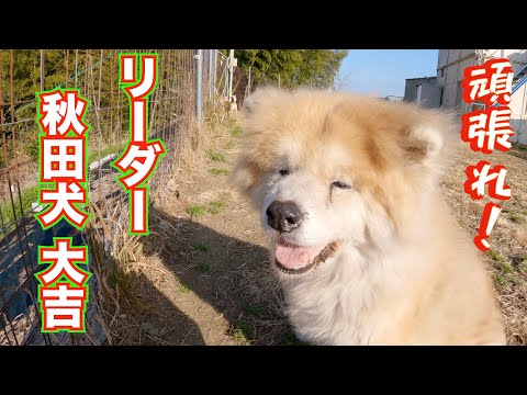 老犬秋田犬　リーダー大吉の現在の様子(YouTube)