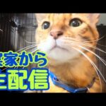【生配信1/8】実家帰省中に実家から生配信📹(YouTube)