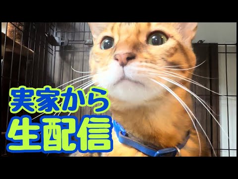 【生配信1/8】実家帰省中に実家から生配信📹(YouTube)