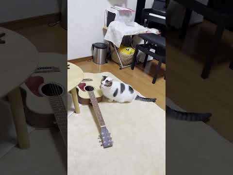 「足、短っ」ってみんなに言われてる猫(YouTube)