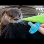 カワウソにおしゃぶりをあげると大変なことになる　Funny Otter is Obsessed with Pacifier(YouTube)