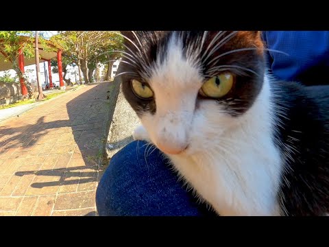塀の上で寝ていた野良猫、近づくとモフられに降りてきた(YouTube)