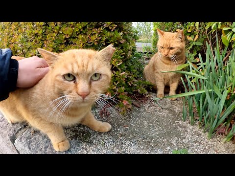 警戒心が強い茶トラ猫コンビが恐る恐るモフられに来た(YouTube)