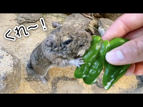 思いの外ピーマン美味しくて、立ち上がったw(YouTube)