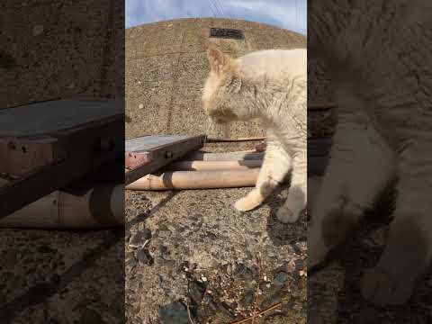 誰と喧嘩しているの？4匹の猫達がうなり声をあげて威嚇し合う(YouTube)