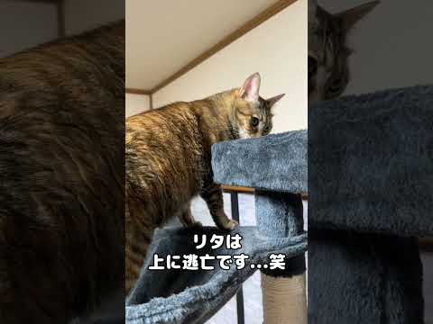 猫のお尻が近い！顔に近い！　#shorts(YouTube)