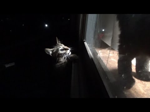 窓から入れてくれと部屋に入って来た猫(YouTube)