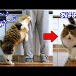 散々愛想を振りまいておきながら用が済んだらさっさと立ち去るデカ猫ボス吉(YouTube)