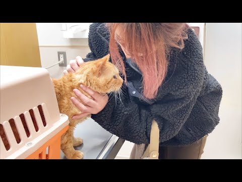 ライフ君の手術が決まりました(YouTube)