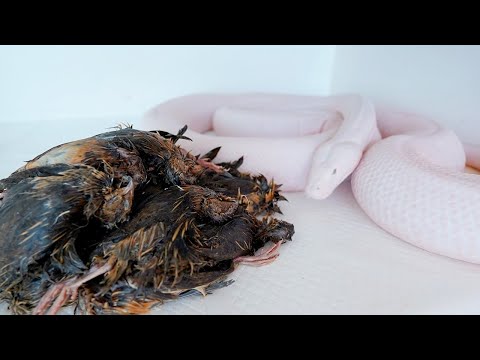 山のようなのウズラを大蛇に食べさせようとしたらまさかの事態になってしまいました(YouTube)