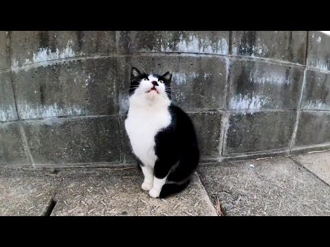 もっと甘えたいハチワレ猫ちゃん、寄ってきた三毛猫を追い返す(YouTube)
