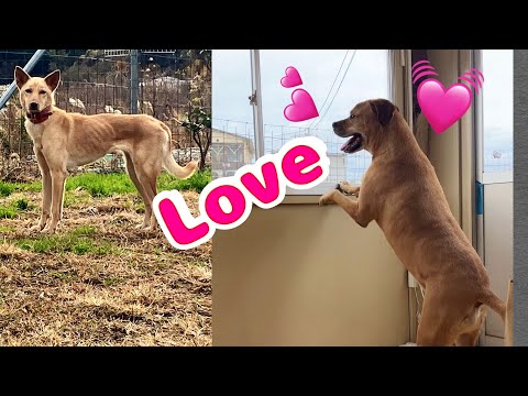 土佐ピットのケンくんの恋？　野犬タキちゃんに一目惚れ？(YouTube)