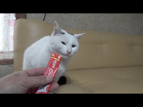ちゅーるなんかじゃ怒りが収まらない猫(YouTube)