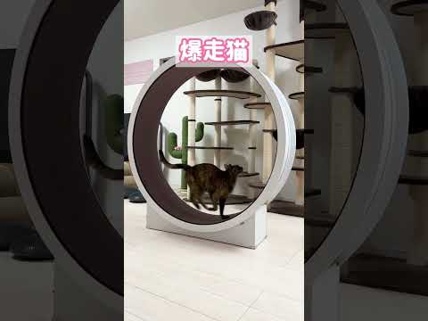 新年早々爆走するサビ猫！ #shorts(YouTube)