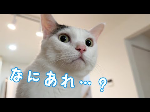 チロさんが何かを見つめてて怖すぎる…(YouTube)