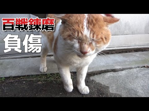 百戦錬磨の猫が敗れて負傷したのか！？(YouTube)
