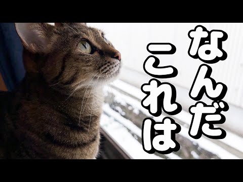 上から降ってくる雪を不思議そうに眺めるお姉ちゃん猫とマイペースな妹弟猫たち(YouTube)