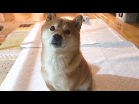 深夜に何かを教えにきた柴犬、ついていってみると・・・(YouTube)