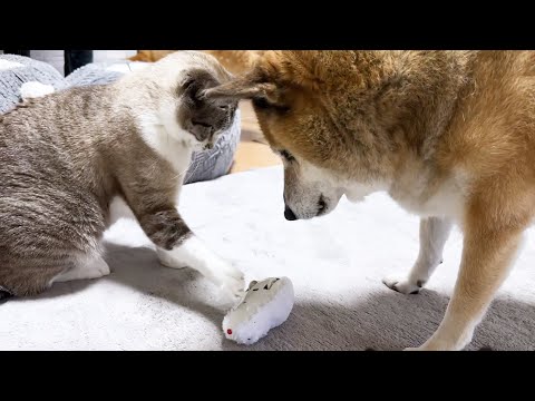先輩猫が驚くほど手先が器用な猫はこちらです！(YouTube)