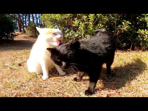 黒猫と茶シロ猫の仲良しカップルが二匹そろってモフられに来た(YouTube)