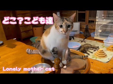 どこ？こども達www  Lonely mother cat(YouTube)