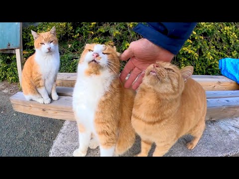 猫島にある石のベンチには猫が集まって楽しい(YouTube)