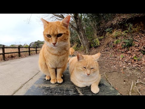 茶トラ猫3兄弟がベンチでくつろいでいたのでナデナデする(YouTube)