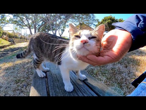 公園のベンチに座ると猫がトコトコ歩いてきて隣に座ってきた(YouTube)