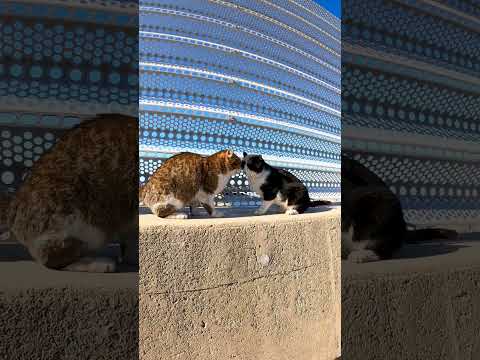 仲良しな猫 #shorts(YouTube)