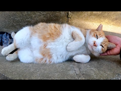 溝の中でうらめしニャーになる茶シロ猫(YouTube)