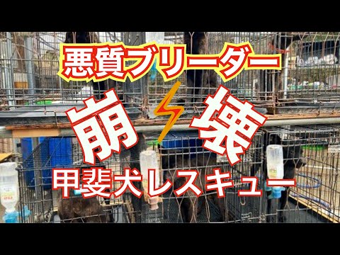 悪質ブリーダーから甲斐犬１０頭レスキューします！(YouTube)