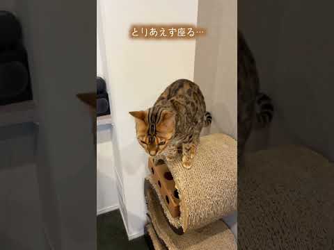 いつも塩対応のくせにイジメられそうになると可愛くする猫(YouTube)